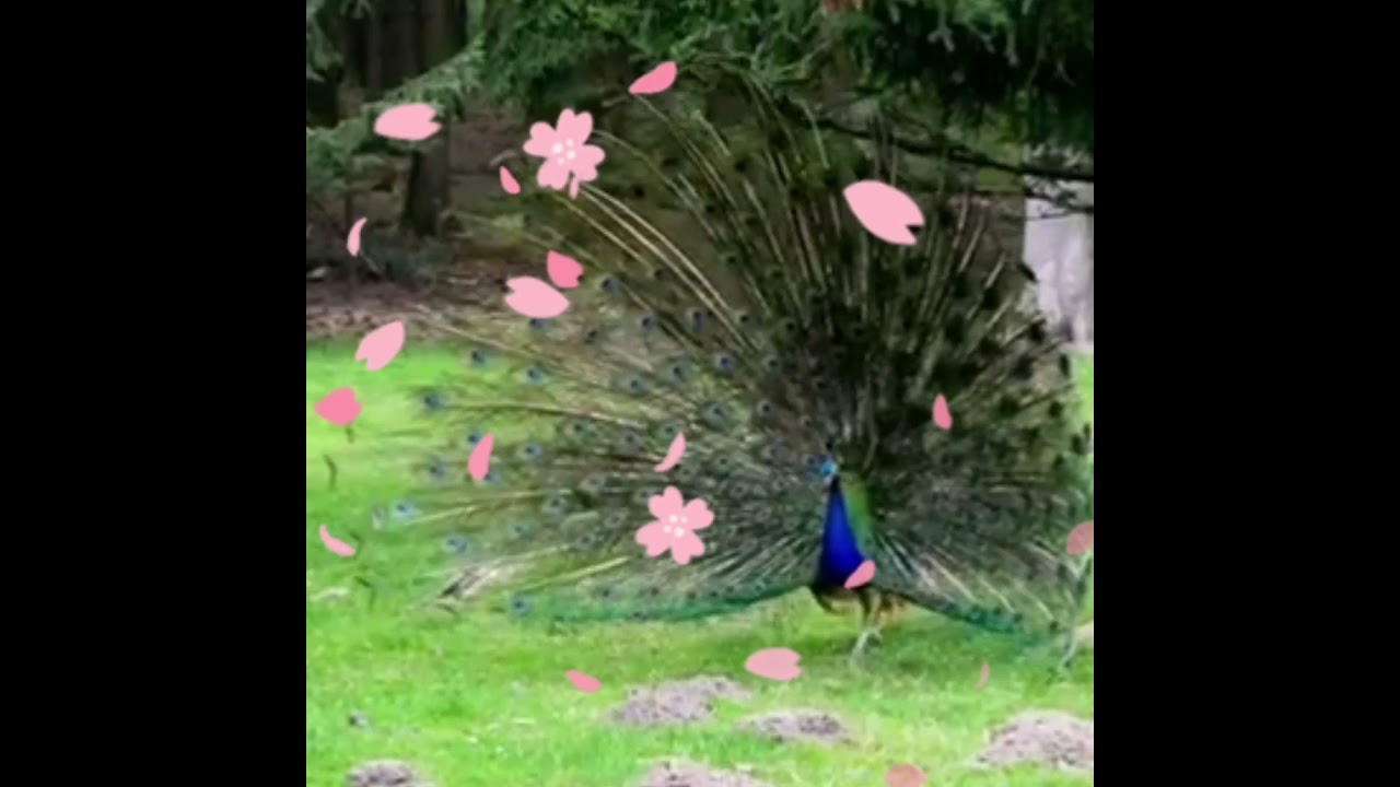 Lisanee 2 Poem
