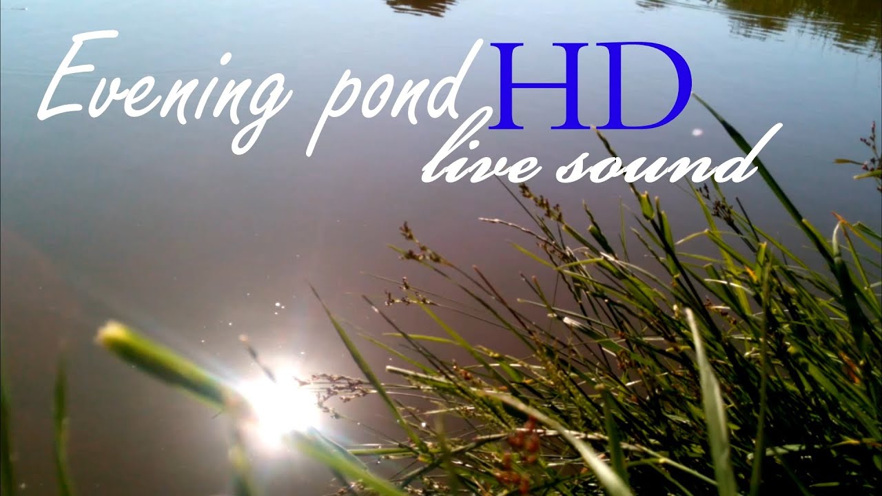 Evening pond HD.Live sound
