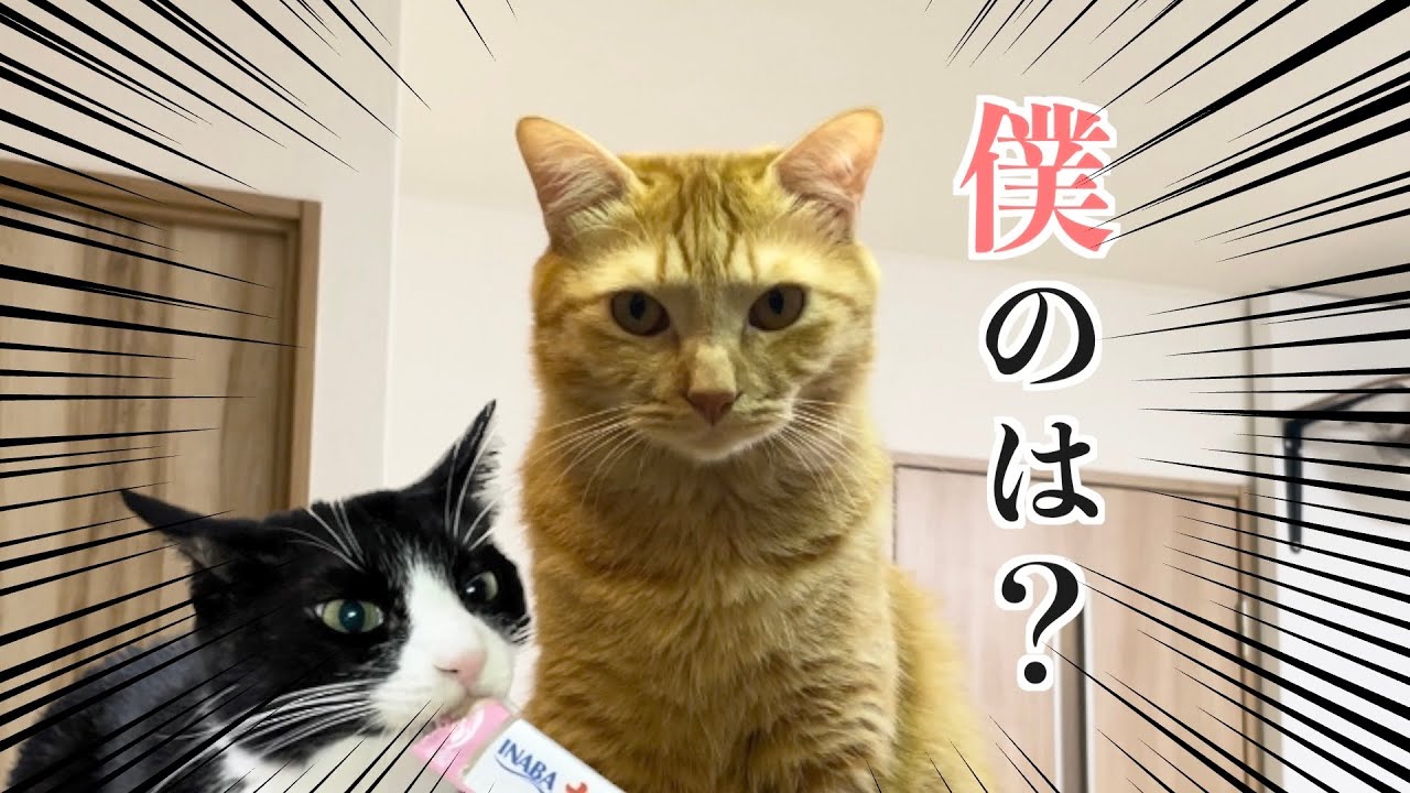 自分だけチュールがもらえなかった猫が怖すぎたwww