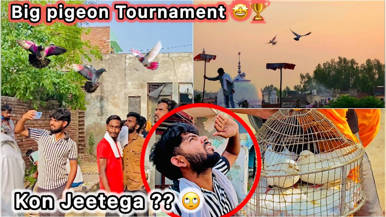 Bht Dur kabutar Bazi Chodne Gaye 🤑 || Dubara Pigeon Tounament main part liya 🕊️