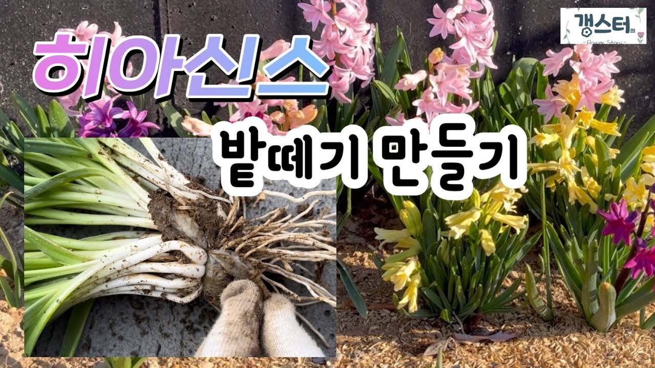 히아신스 번식 이렇게는 하지 마세요