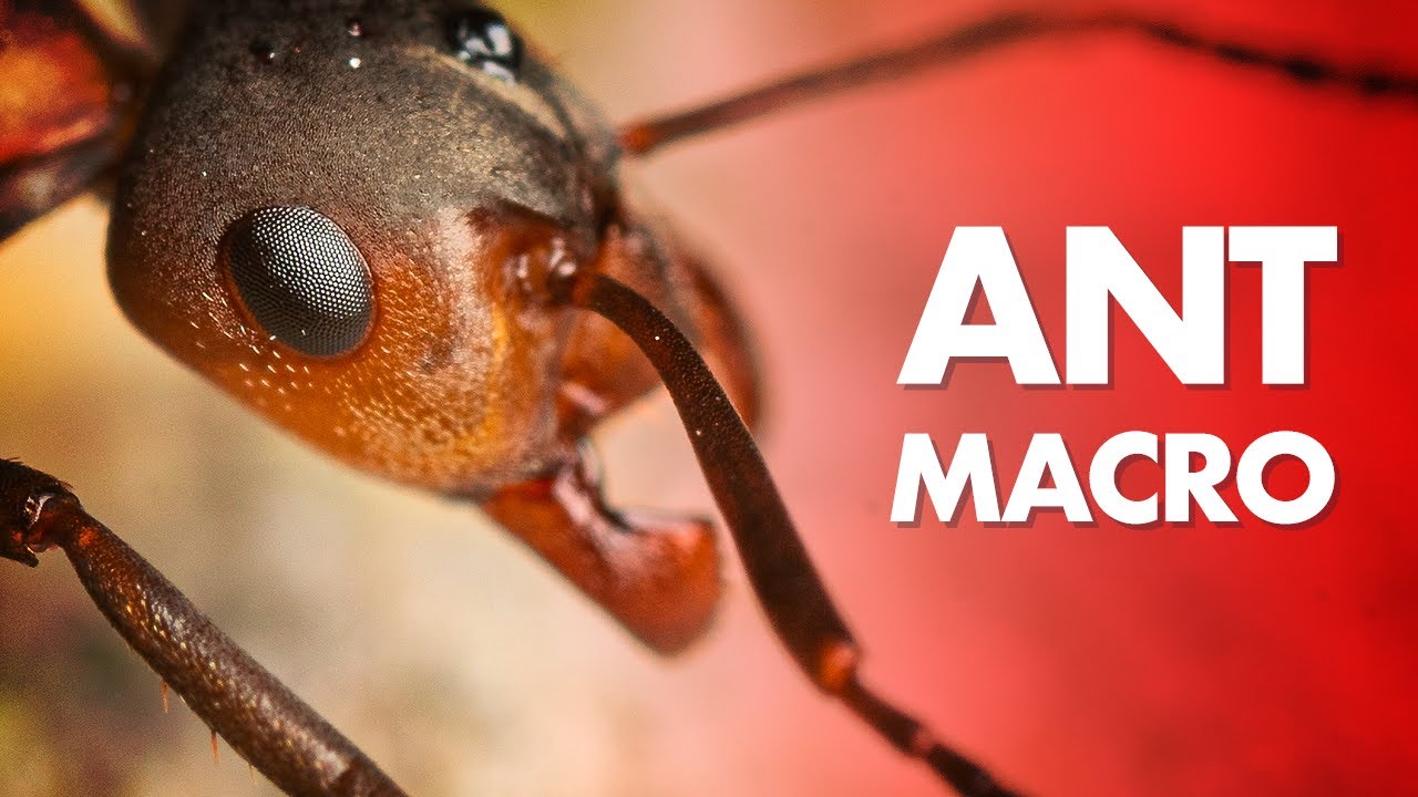 My Best Tips for Ant Macro Photography