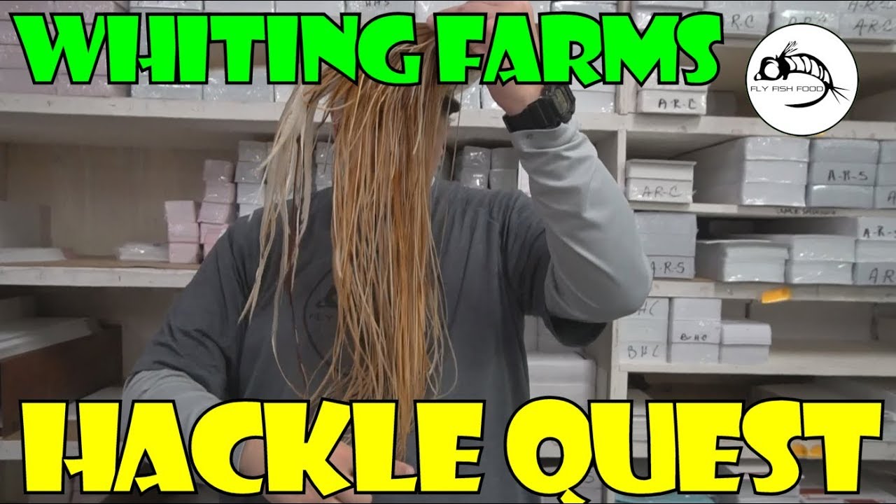 Why we drove 5 hours to look at chickens