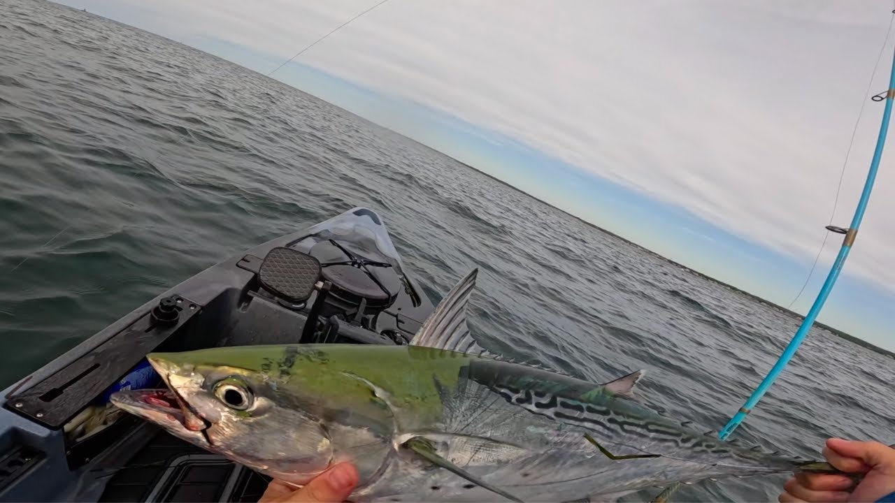 The Albies Are Back! Kayak Fishing For Mini Tuna