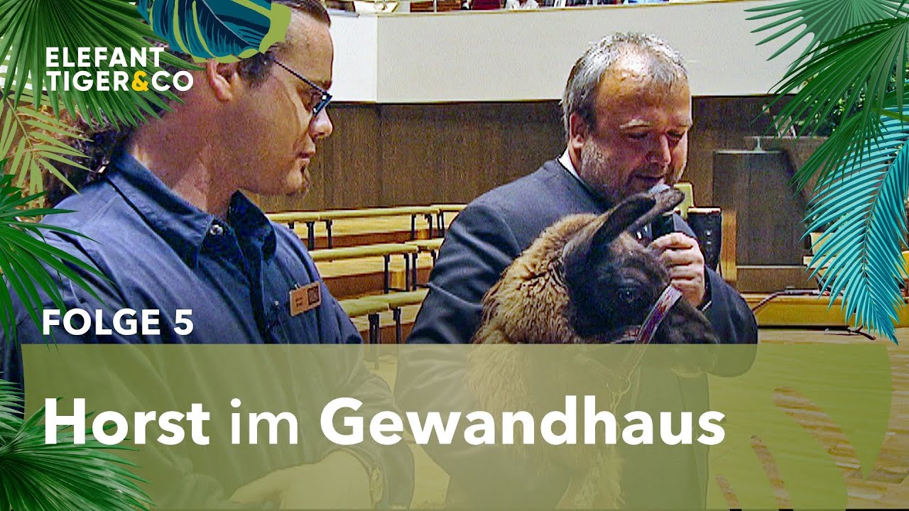 Lama Horst auf der großen Bühne (Folge 5) | Elefant, Tiger & Co. | MDR