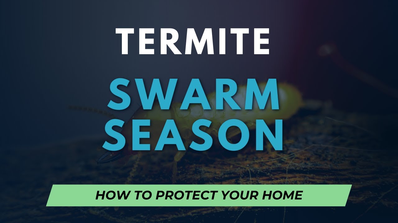Termite Swarm Season - How to Protect your Home from Devastation!