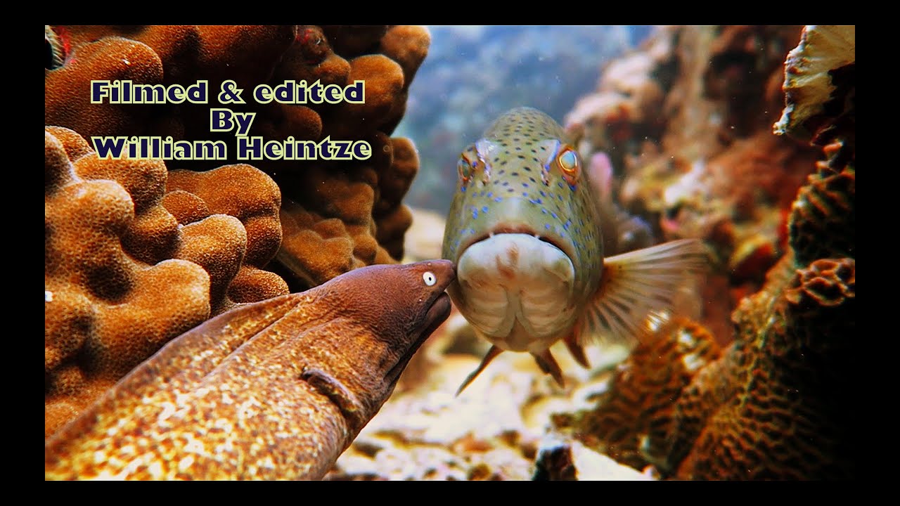 TEAM WORK: white eyed moray eel and groupers hunting.