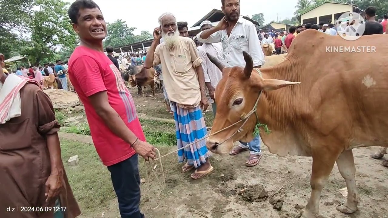 assam cow market | cow bazar