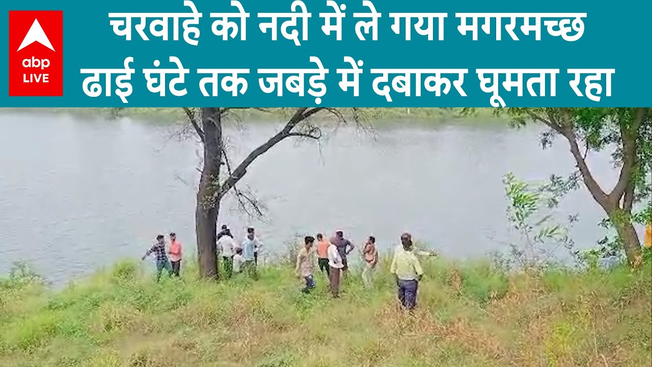 Madhya Pradesh: चरवाहे को नदी में ले गया मगरमच्छ, ढाई घंटे तक जबड़े में दबाकर घूमता रहा | ABP LIVE