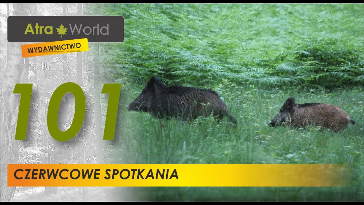 Czerwcowe spotkanie z dzikami.