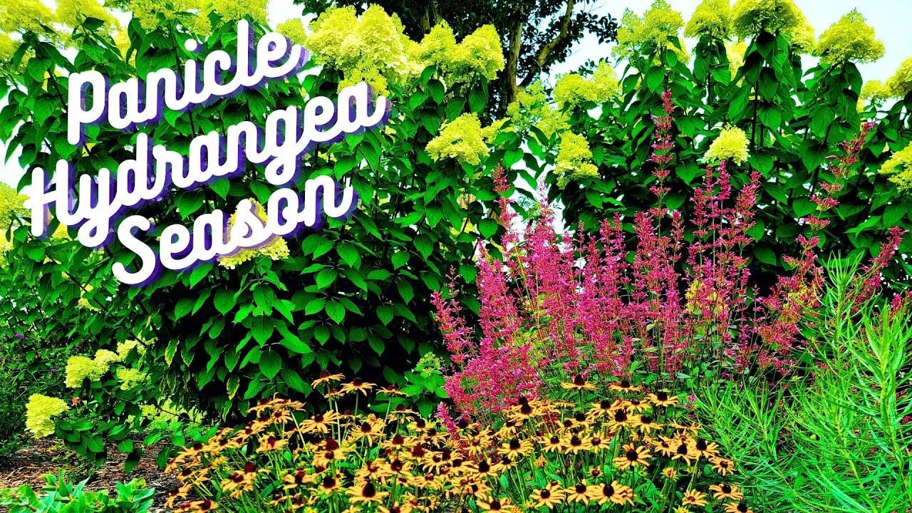 Relaxing Garden Tour In July 2023 | Panicle Hydrangea Season