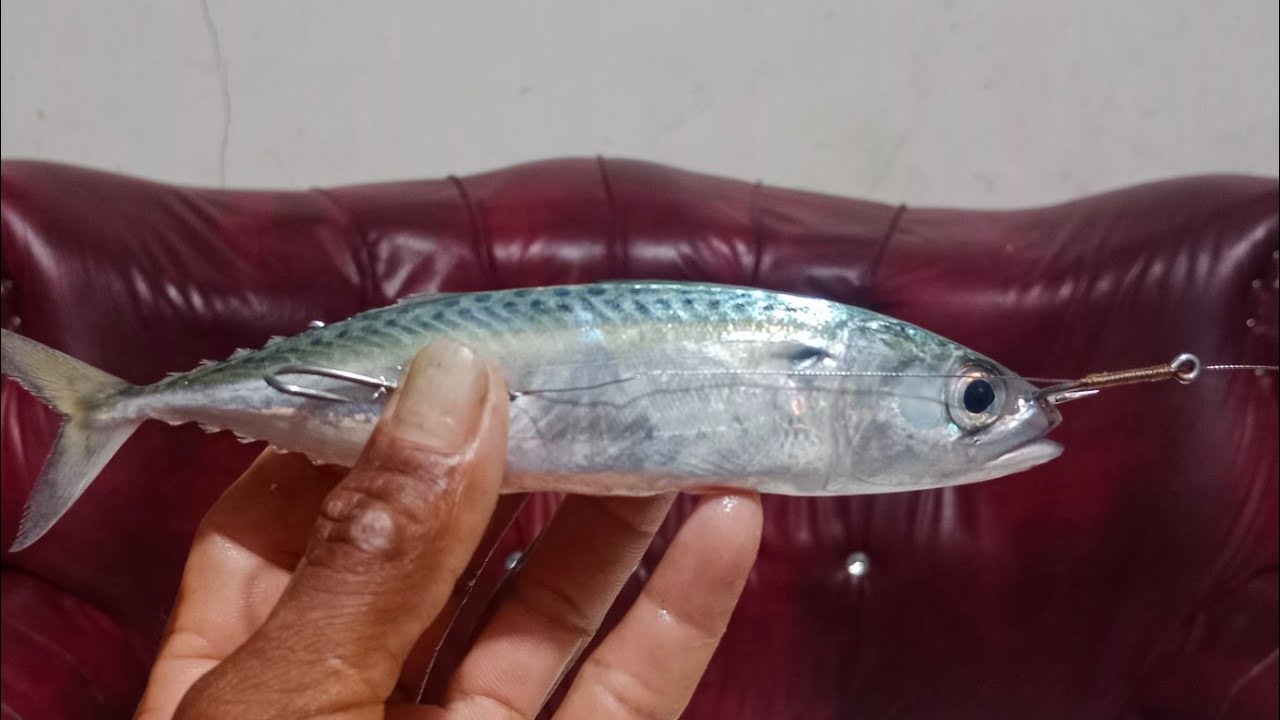 cara pasang umpan tenggiri dijamin ampuh