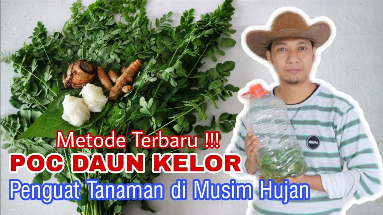 POC Daun Kelor Metode TERBARU