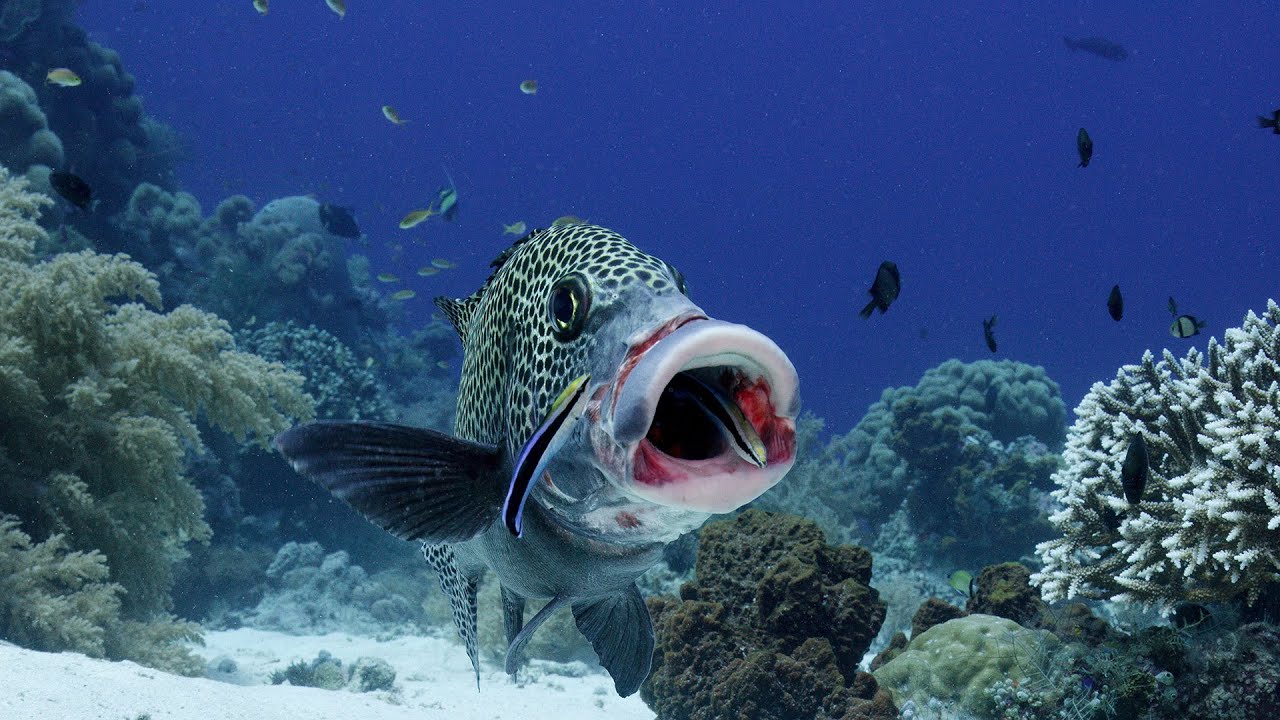 Secrets of the Sea - Underwater Cleaning Stations