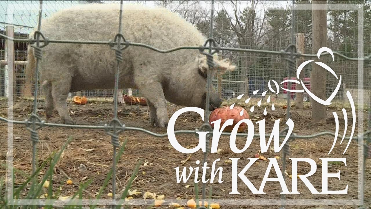 Grow with KARE: Pumpkins for pigs