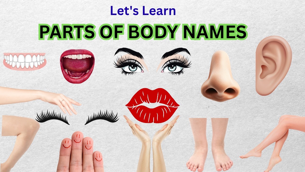 Parts of body | Body Parts in English | Human body Parts | English Names of Body Parts #education