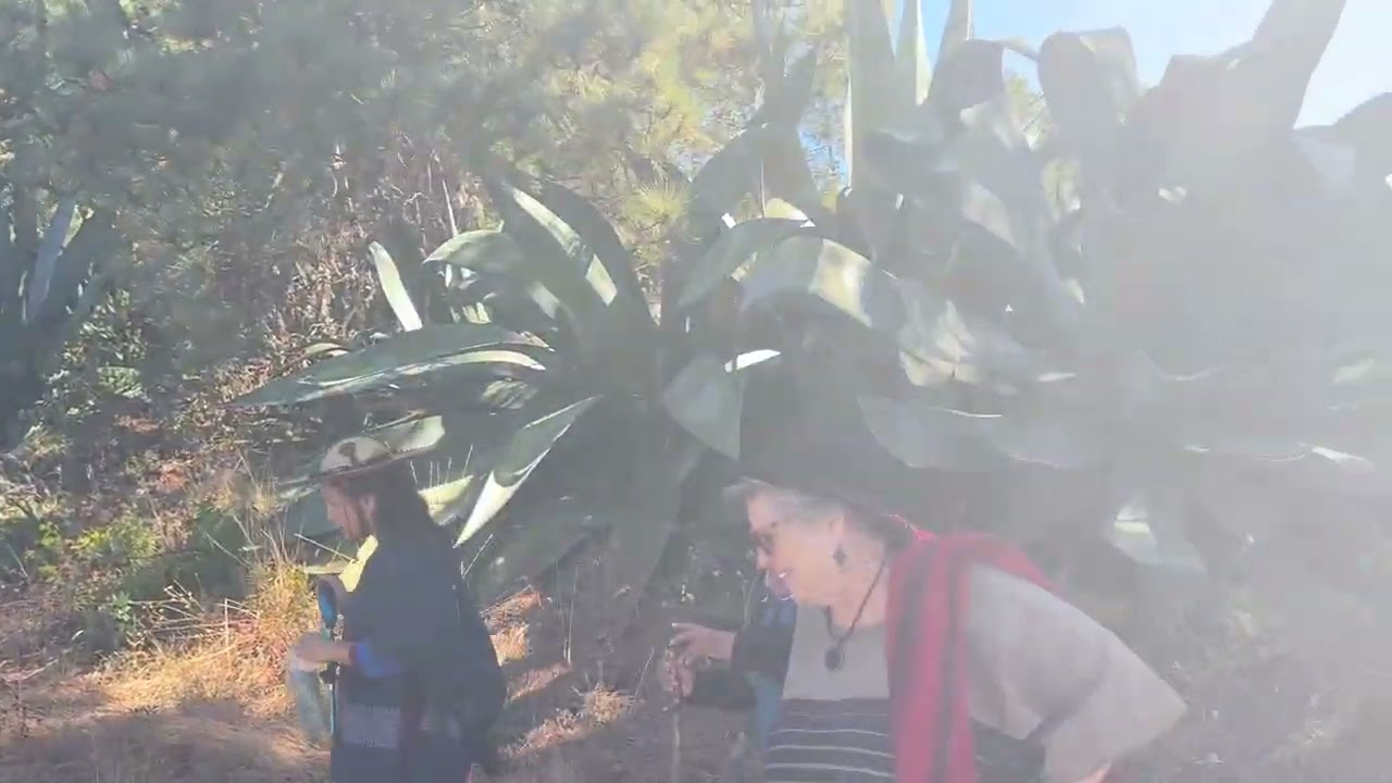 Medicine Plant Lesson &  Hike 