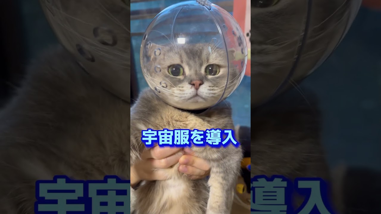 今まで試した猫の爪切り方法をすべて紹介します