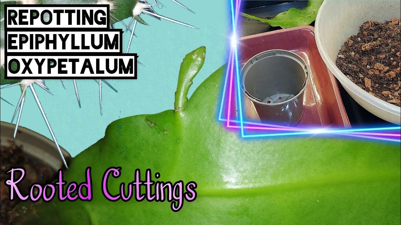 Potting/Repotting Rooted Cactus Stem | Epiphyllum oxypetalum | Using Epiphytic Soil Mix | NOV 2020