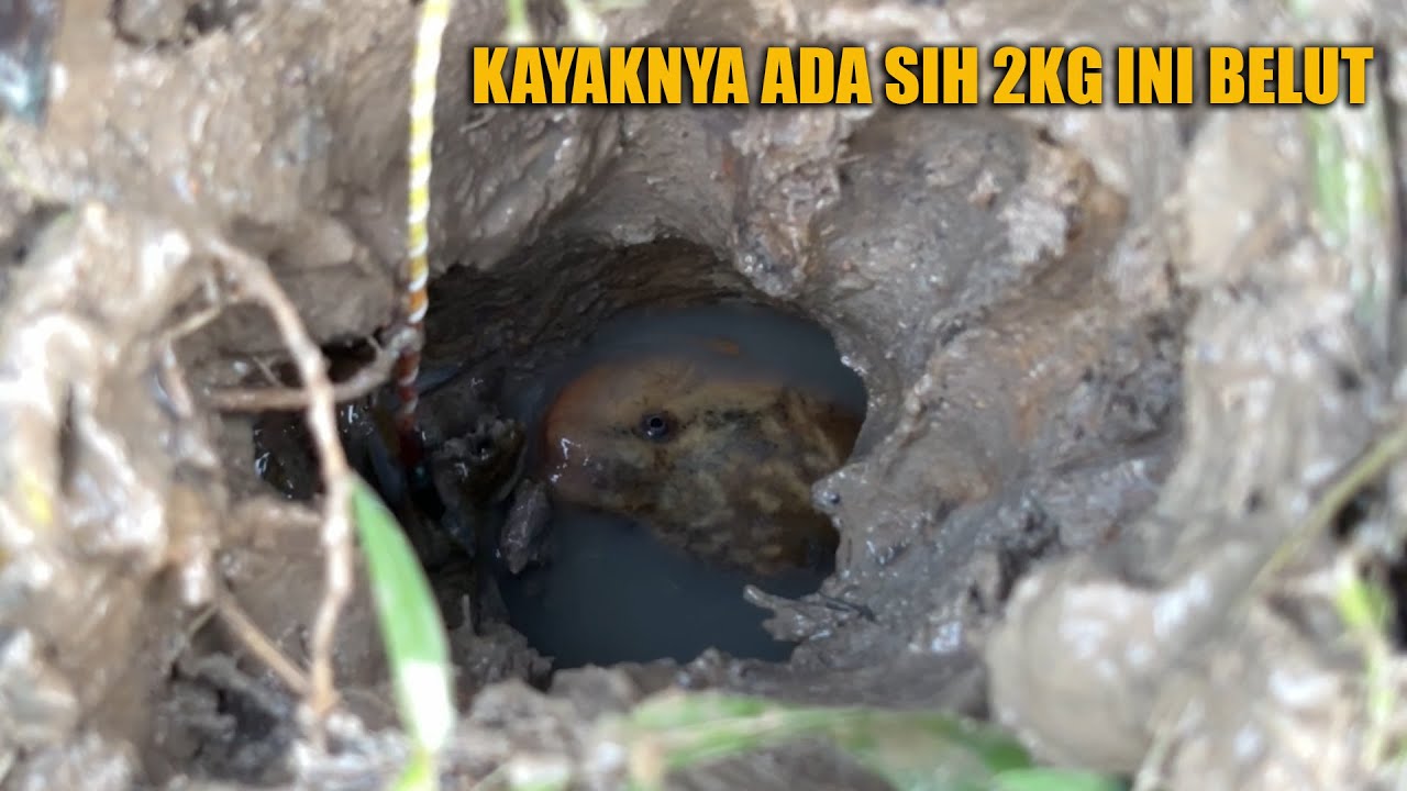 SEPERTI INI RASANYA NARIK BELUT MONSTER YANG,,,