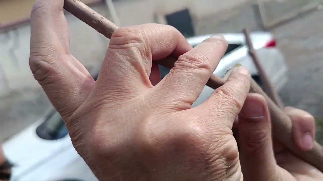 Пайванди Тут.Дар як ниҳол тути сафед,сиёҳ ва шоҳтут пайванд кардем.Натиҷаашро ҳам нишон медиҳем.