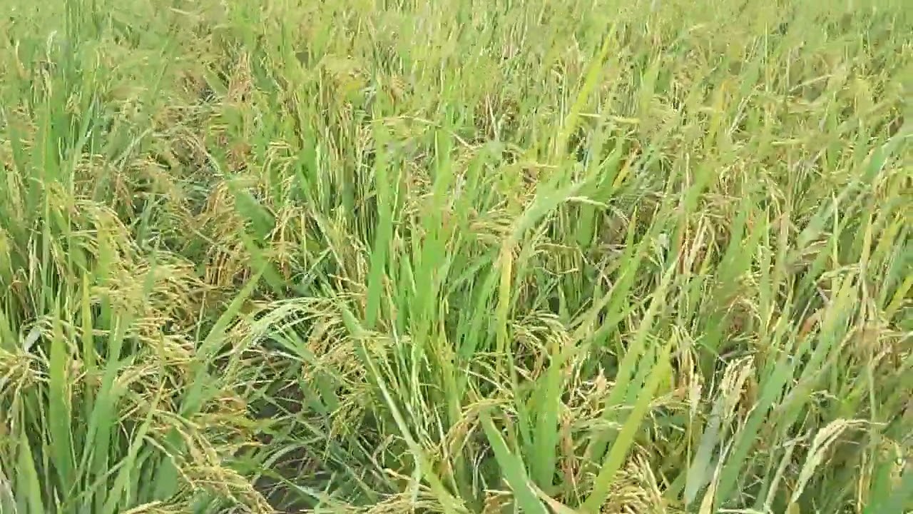 Asalamualaikum warohmatulohi wabarakatuh kesuksesan petni menjdi semngt sellu. 