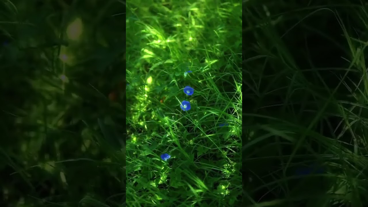 jewel of Grass 
