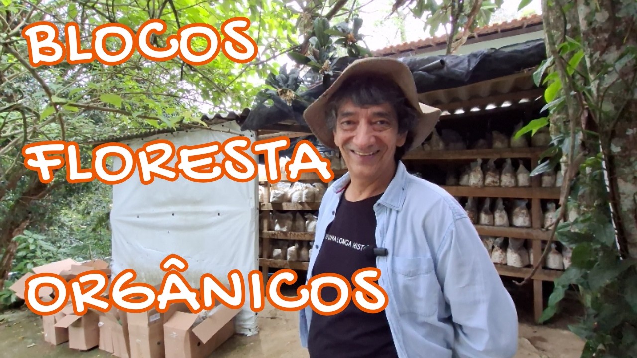 OS SEGREDOS DA PRODUÇÃO DE COGUMELOS SHIMEJI NA FLORESTA DO RJ#cogumelosshimeji #agriculturaorgânica