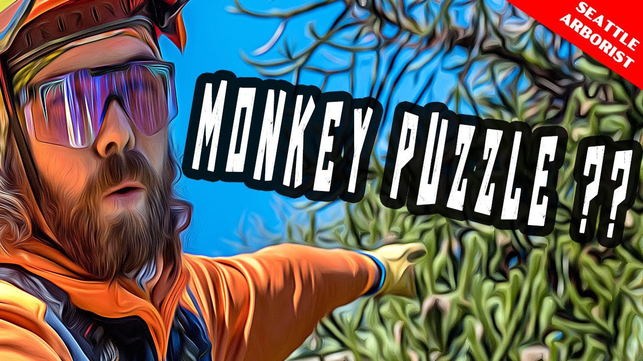 This tree might puzzle monkeys but it can't stump our arborists!