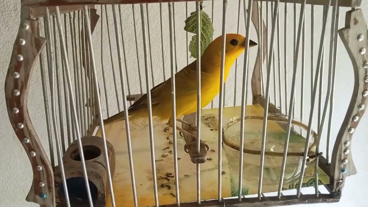 Canario criollo con su cantó original #viral#folow