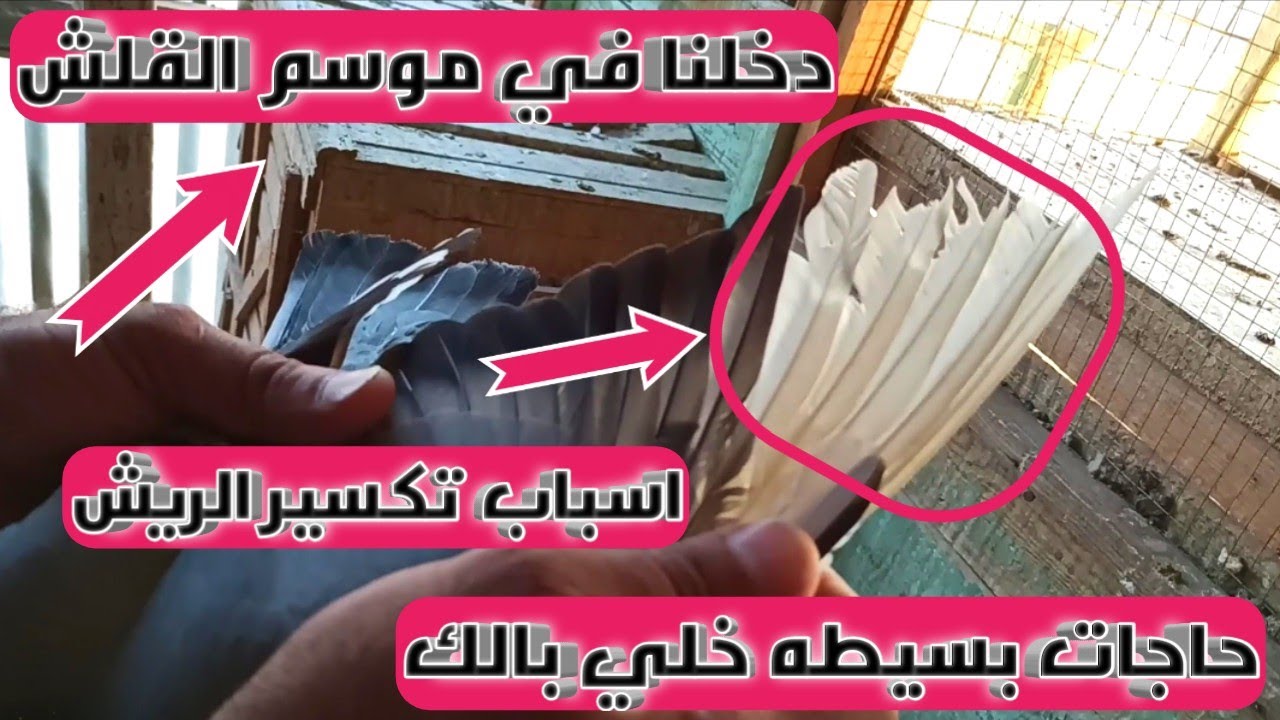 موسم قلش الحمام الزاجل واسباب تكسير الريش وحاجات بسيطه عندك في اللوفت تخلي بالك منها