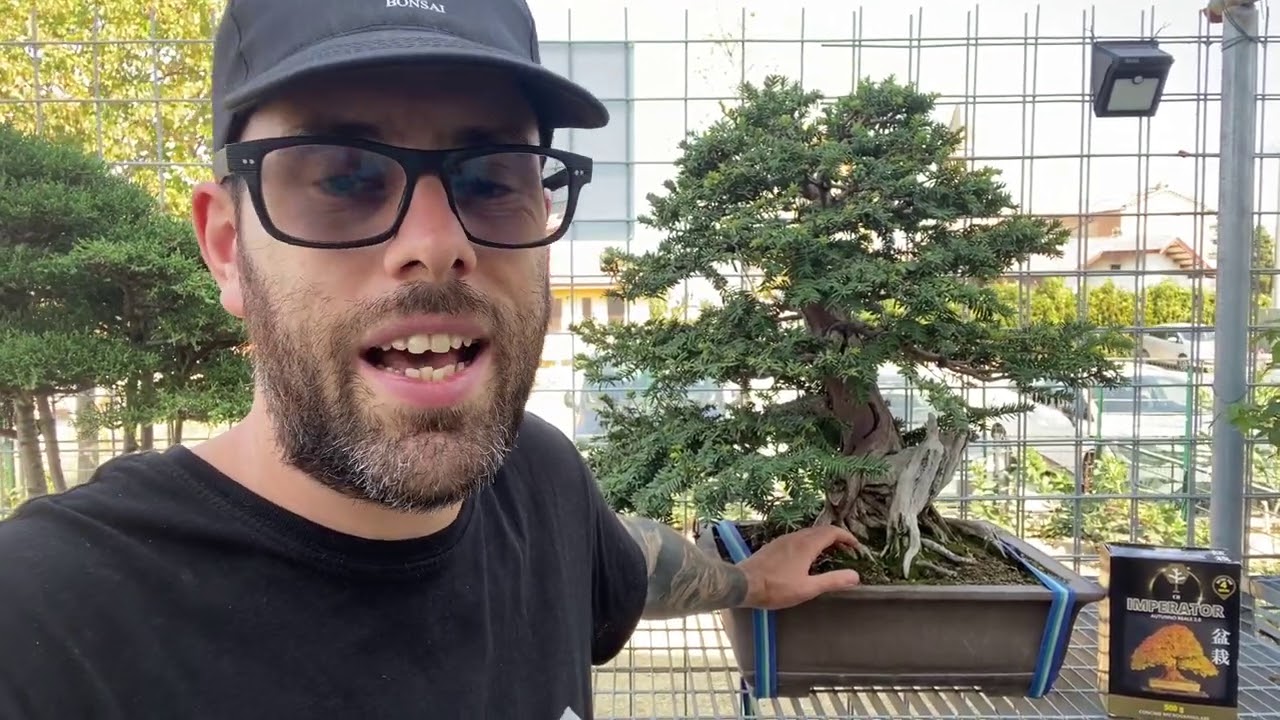QUANDO FARE UN RINVASO AUTUNNALE, SPIEGAZIONE MICORIZZA NEL BONSAI