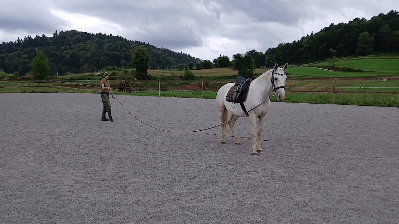🐴✨ VAJA “STOJ” – POPOLNA IZVEDBA! ✨🐴