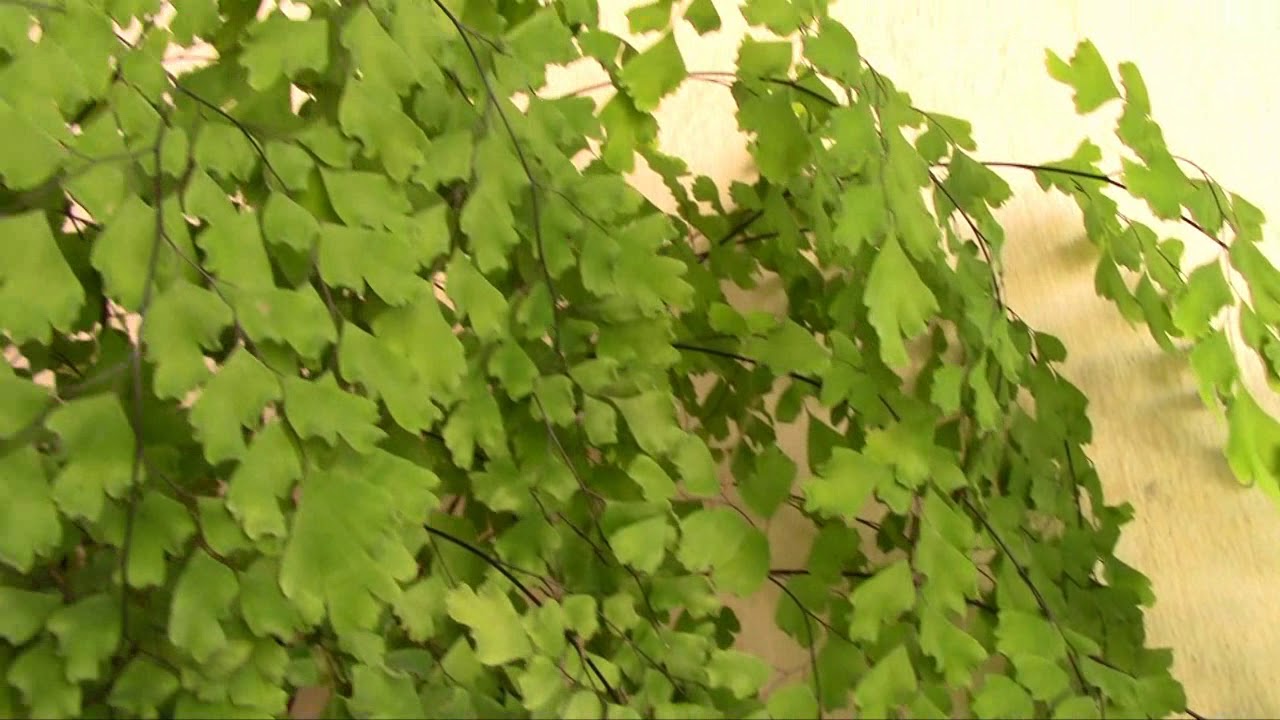 Avenca - Planta