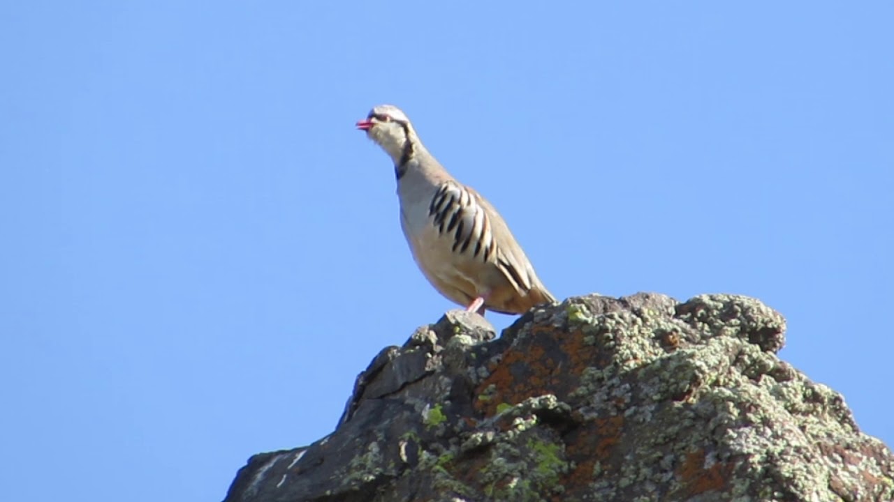 Chukar calling