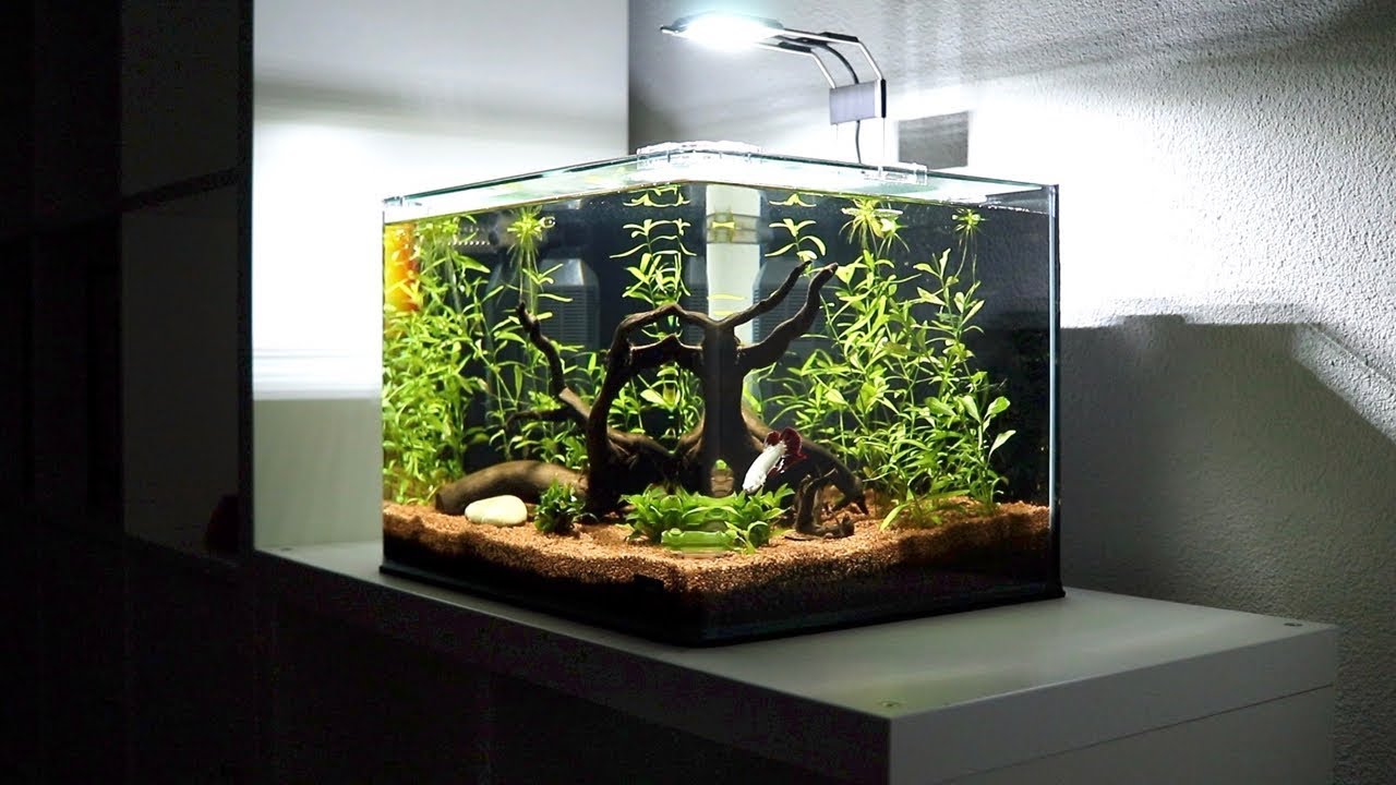 New Betta Fish Tank Setup | Red Dragon Halfmoon Plakat Full Mask