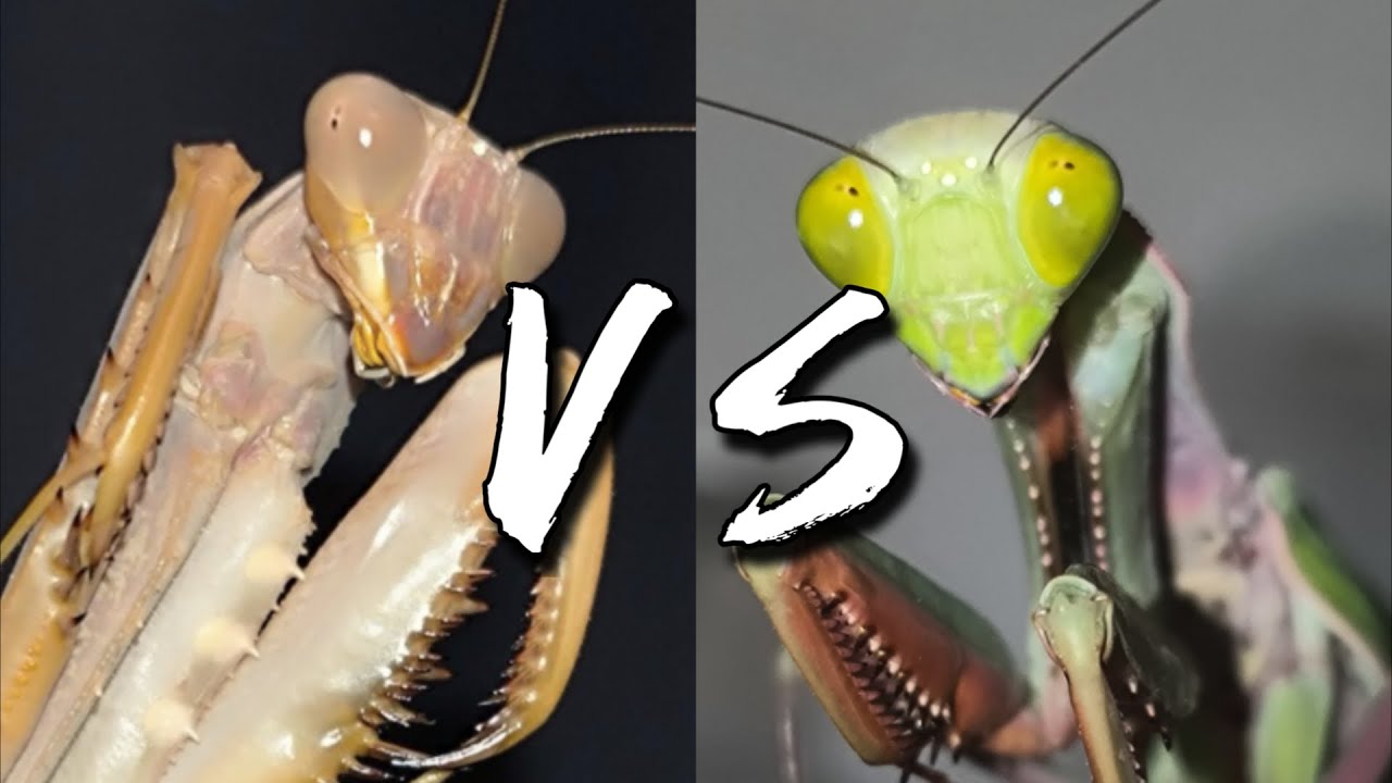 Brutal Insect Battle! Giant Green Mantis vs Australian Axe Mantis