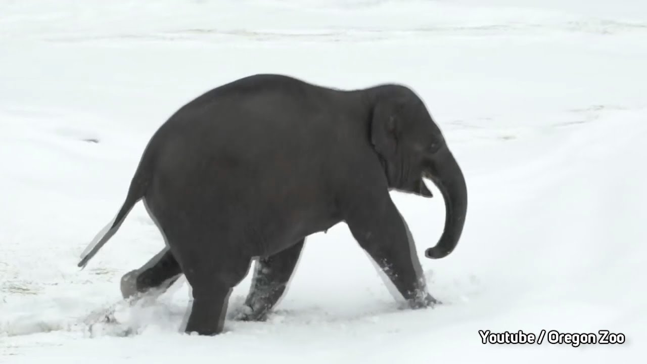 Eisiges Bad: Baby-Elefant flippt im Schnee völlig aus