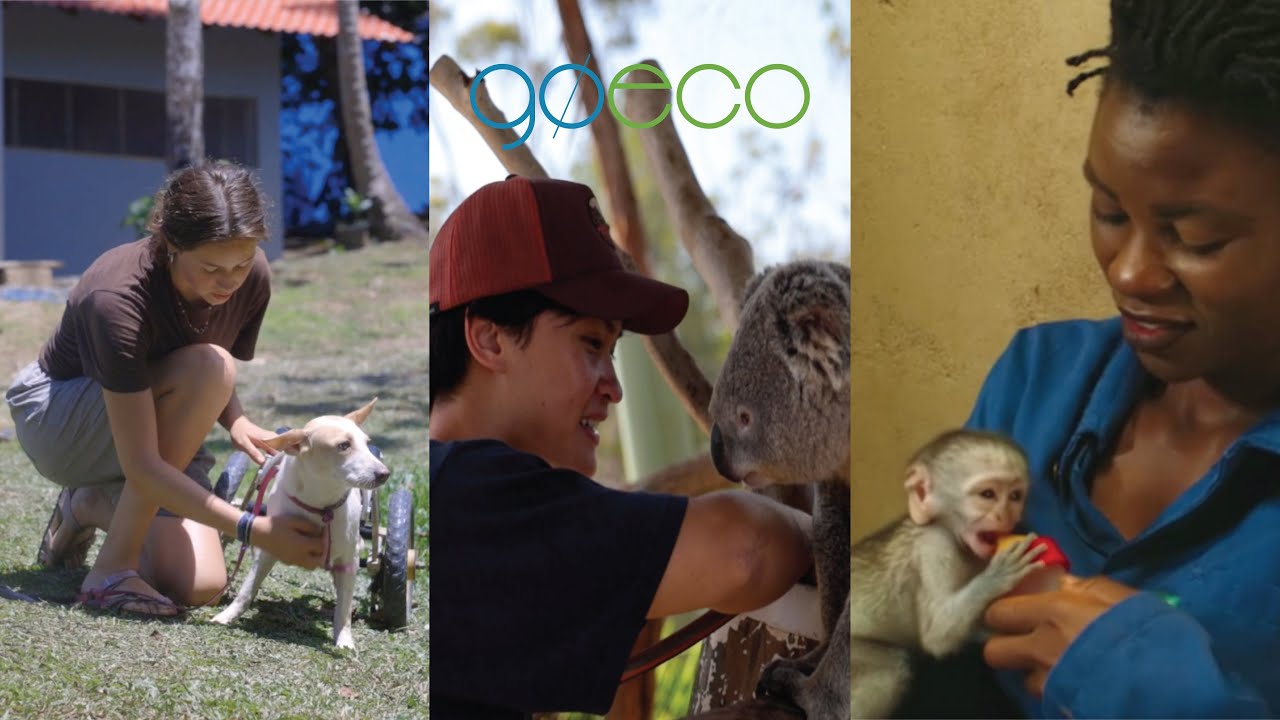 Volunteering abroad with Wildlife | GoEco