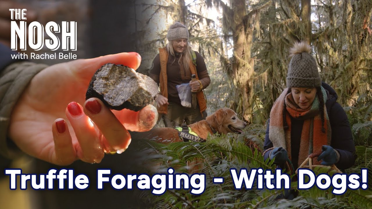 Truffle Foraging - With Dogs! | The Nosh with Rachel Belle