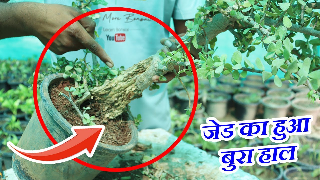 जेड का हुआ बुरा हाल, बड़ी मुश्किल से बचाया | Know How to Care Damage Jade Bonsai | New Tips & Tricks