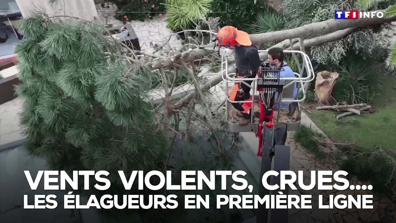 Vents violents, crues.... les élagueurs en première ligne｜TF1 INFO