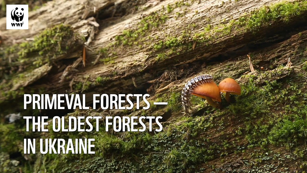 Primeval Forests &mdash; the oldest forests in Ukraine 🌳|🌲Праліси &mdash; найдавніші ліси України
