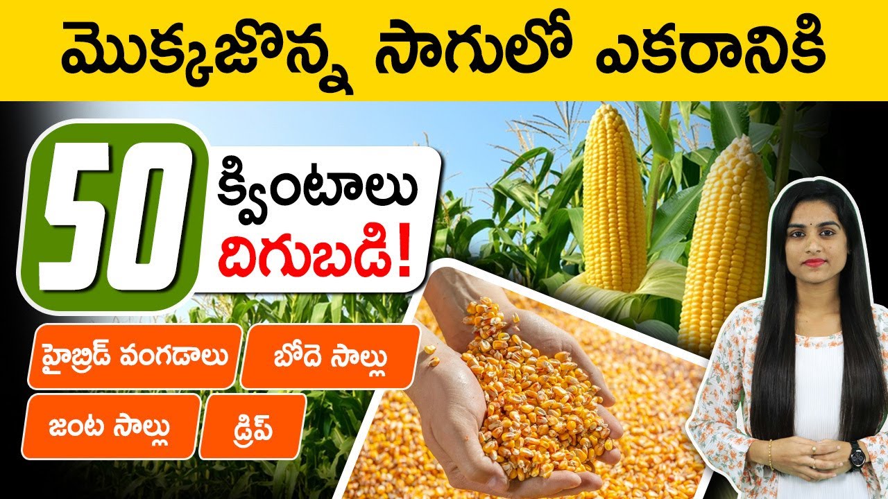 Sweet Corn Farming in Telugu: Cultivation Tips for High Yield and Profit