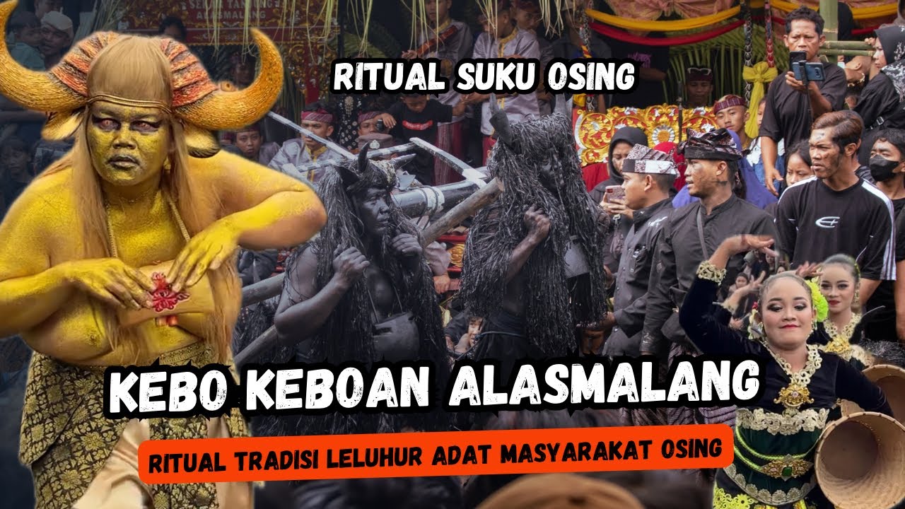 Ritual adat Kebo keboan alasmalang 2025 l tradisi leluhur masyarakat suku osing