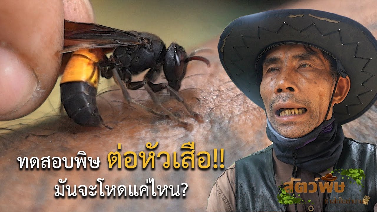 ทดสอบพิษ ต่อหัวเสือ!! มันจะโหดแค่ไหน? สัตว์พิษ EP.4