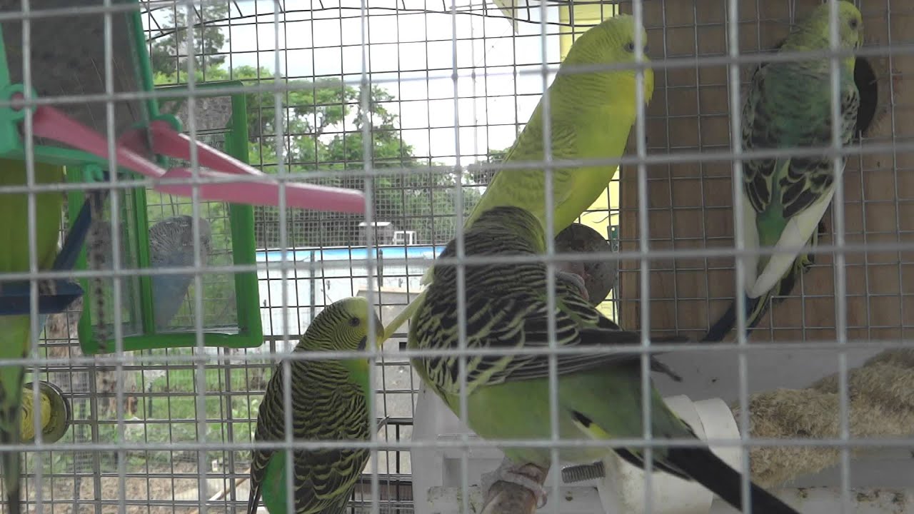 The Dark Side Of Budgies/Parakeets Colony Breeding