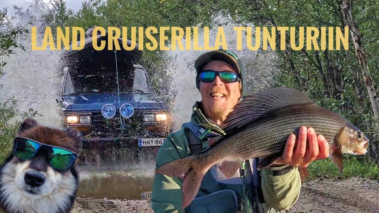 Valtavia HARJUKSIA sek&auml; +100cm HAUKI pintaperholla! Harjuksen perhokalastusta K&auml;sivarren er&auml;maassa