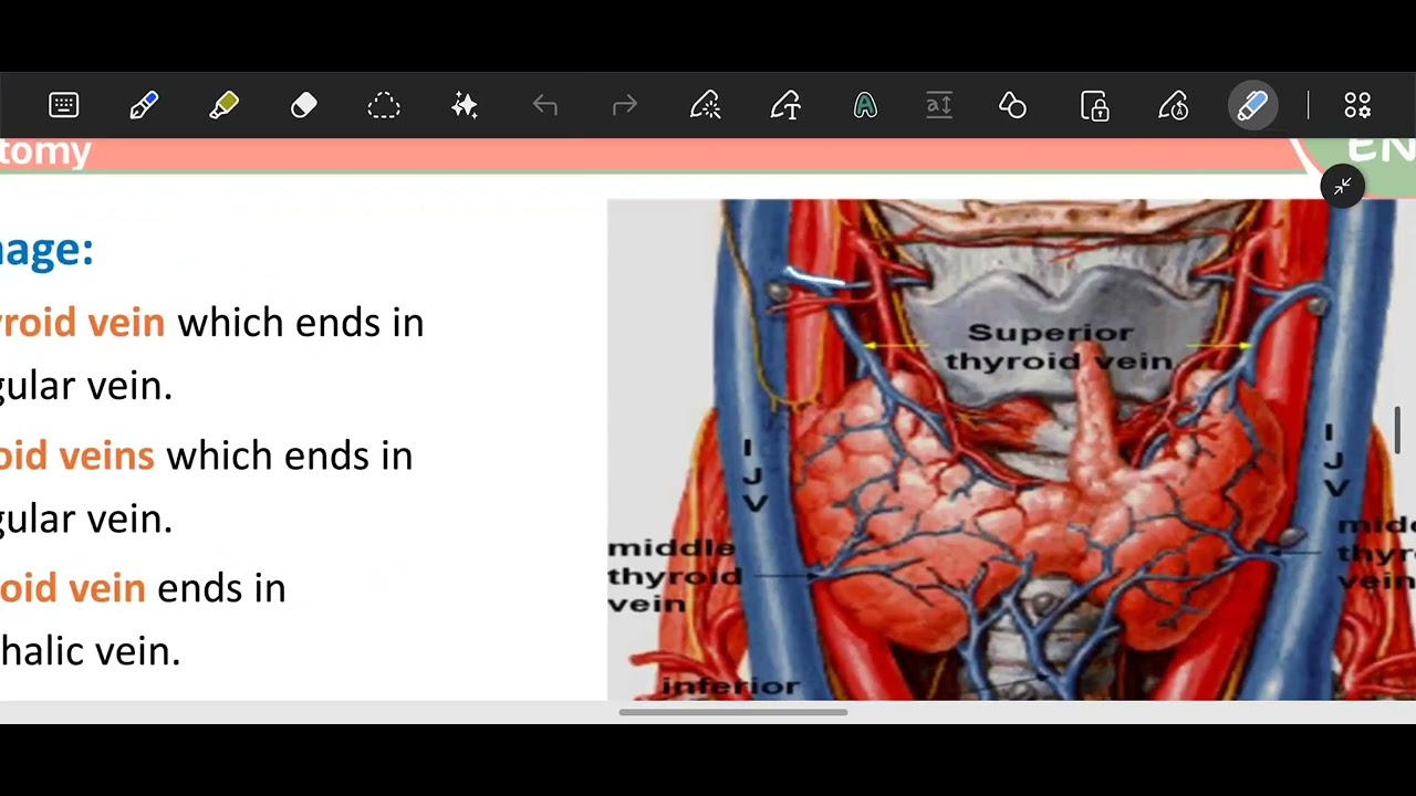 Revision L1,2 Anatomy / Endo 44