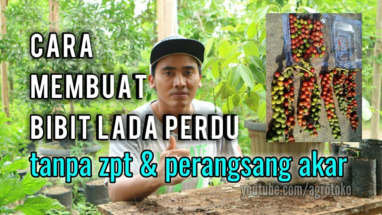 Cara membuat bibit lada perdu tanpa zpt dan perangsang akar